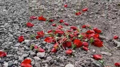 Израиль - Горы мусора и вырванные цветы: израильтяне поехали посмотреть на цветение анемонов - видео - vesty.co.il - Израиль - Иерусалим - Канада