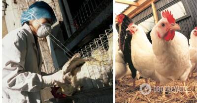 Птичий грипп чем опасен – в Нидерландах на ферме произошла вспышка птичьего гриппа - obozrevatel.com - Голландия