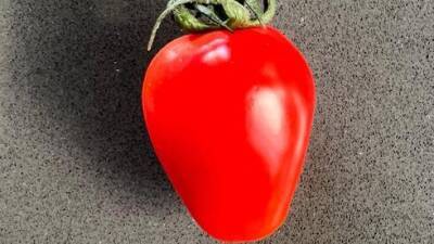 Израиль - Новые овощи в Израиле: помидоры-сердечки, мини-перчики для фаршировки и другие - vesty.co.il - Израиль