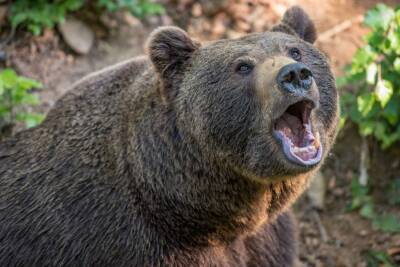 В Калифорнии большой черный медведь терроризирует целый город и мира - cursorinfo.co.il - Израиль - Сша - Новая Зеландия - штат Калифорния