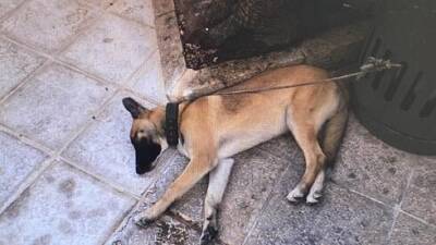 Видео: бойцы МАГАВа спасли в Иерусалиме собаку, которую избивал хозяин - vesty.co.il - Израиль - Иерусалим - Видео
