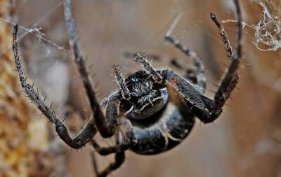 В Великобритании нашли самого большого в мире паука и мира - cursorinfo.co.il - Израиль - Китай - Англия - Сингапур