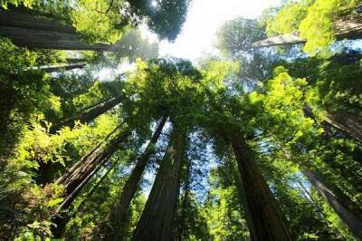 Экологи придумали новый способ спасти леса от гибели и мира - cursorinfo.co.il - Израиль - Сша - Япония