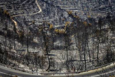 Бар-Лев Омер - В Израиле впервые утверждена национальная программа борьбы с лесными пожарами - news.israelinfo.co.il - Израиль