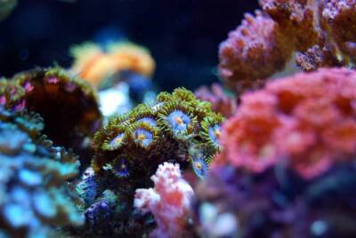 Ученые предупредили о массовом вымирании коралловых рифов и мира - cursorinfo.co.il - Израиль