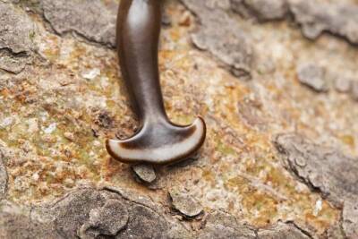Ученые обнаружили в Европе странного плоского червя и назвали его в честь коронавируса и мира - cursorinfo.co.il - Израиль - Италия - Франция