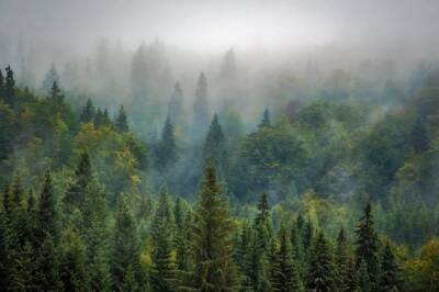Китай построил ловитель углерода, заменяющий 9 миллионов деревьев и мира - cursorinfo.co.il - Израиль - Китай