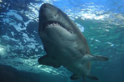 Ученые выяснили новые факт о древних гигантских акулах - мегалодонах и мира - cursorinfo.co.il - Израиль - Сша