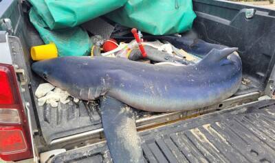 Израиль - Самка синей акулы была обнаружена на побережье Средиземного моря в Атлите. Вскоре выброшенная на берег акула умерла - 7kanal.co.il - Израиль