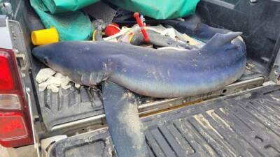 Израиль - Двухметровую беременную акулу нашли на морском побережье Израиля - vesty.co.il - Израиль