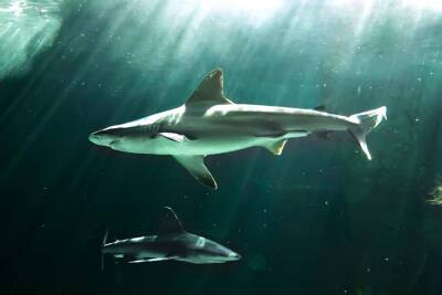 Рыбаки из Ашдода спасли акул исчезающего вида - cursorinfo.co.il - Израиль - Ашдод