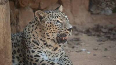 Инцидент в Иерусалиме: сотрудницу Библейского зоопарка укусил леопард - vesty.co.il - Израиль - Иерусалим