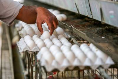 В Израиле ожидается дефицит яиц и повышение цен на хлеб из-за войны в Восточной Европе - nashe.orbita.co.il - Израиль - Россия - Украина - Из