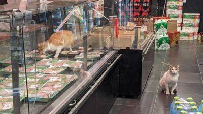 Покупатель возмущен: коты едят мясо прямо с витрины в супермаркете AM: PM в Тель-Авиве - vesty.co.il - Израиль - Тель-Авив