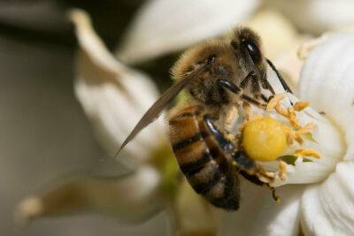 Французские СМИ рассказали об израильском чудо-улье для спасения пчел - news.israelinfo.co.il - Израиль