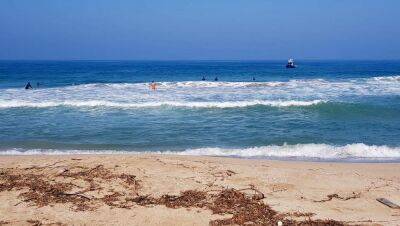 На глазах у шокированного пляжа: в Яффо к берегу прибило тушу огромного кашалота. ВИДЕО - 9tv.co.il - Израиль - Тель-Авив - Тель-Авив