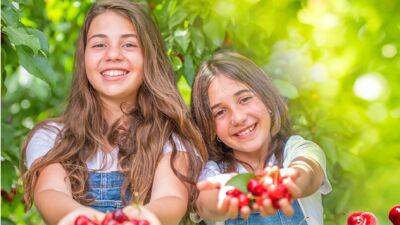 В Израиле пройдет фестиваль черешни: развлечения и дегустации всего за 35 шекелей - vesty.co.il - Израиль