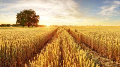 Пшеница в мире резко дорожает, а в Израиле собственное зерно идет на корм для скота - vesty.co.il - Израиль - Россия - Украина
