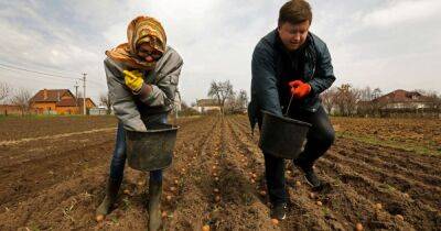 Пора сажать. Угрожает ли Украине дефицит картофеля в 2022 году - focus.ua - Россия - Украина - Китай - Индия