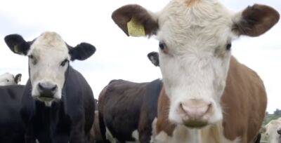 Израильские ученые выращивает коров для борьбы с изменением климата - isroe.co.il - Израиль - Израильские