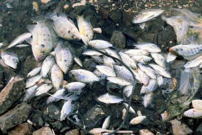 Житель Бат-Яма заразился смертельно опасным микробом из-за рыбы мушт - vesty.co.il - Израиль - Бат-Яма - Из