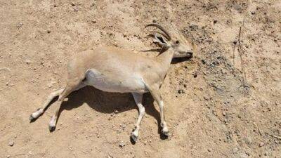 В Мицпе-Рамоне нашли трупы горных козлов, не исключено умышленное отравление - vesty.co.il - Израиль