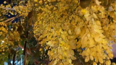 Израиль - В Израиле зацвела кассия. Почему это дерево называют золотым дождем - vesty.co.il - Израиль - Индия