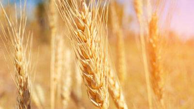 Израиль спасет мир от дефицита пшеницы из-за войны в Украине с помощью новой технологии - vesty.co.il - Израиль - Украина
