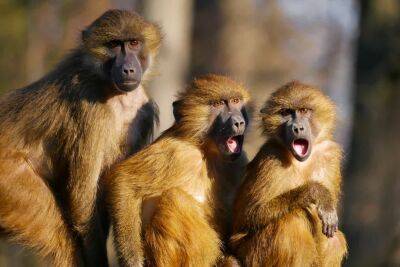Все больше людей заболевают оспой обезьян в Израиле - cursorinfo.co.il - Израиль - Тель-Авив