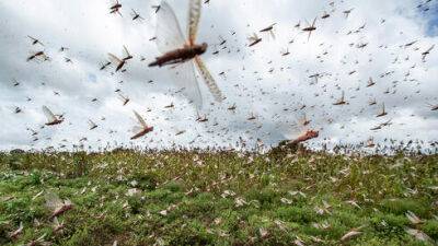 Впервые в Израиле: специальный радар позволит обнаруживать массовое нападение насекомых - vesty.co.il - Израиль