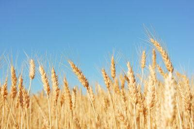 Константин Развозов - Израиль договорился об экспорте пшеницы из Казахстана - cursorinfo.co.il - Израиль - Россия - Украина - Казахстан - Из