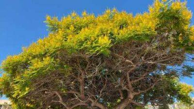 В Израиле расцвел пелтофорум - дерево мятого щита - vesty.co.il - Израиль - Россия - Бразилия
