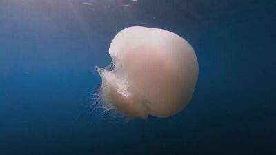 Это наш косяк: видео огромного количества медуз в прибрежных водах Хайфы - 9tv.co.il - Израиль - Видео - Это