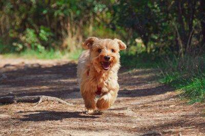 Жительница Кирьят-Ате получила 6500 шекелей компенсации за нападения питбуля на ее собаку - cursorinfo.co.il
