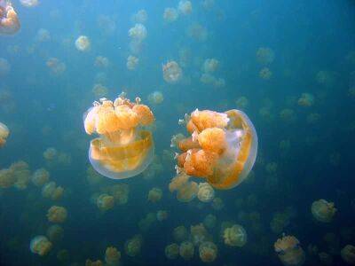 Гигантский рой медуз в Израиле: отдыхающим рассказали, стоит ли беспокоиться - cursorinfo.co.il - Израиль