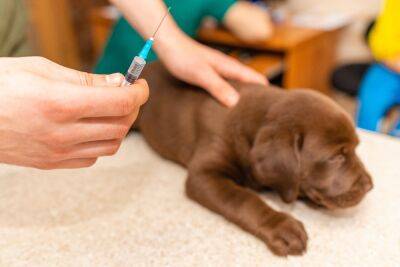 Владельцев собак предостерегают от опасной вакцины - news.israelinfo.co.il - Израиль
