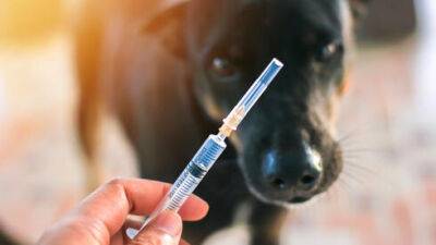 Новая вакцина от бешенства вызывает побочные эффекты у домашних животных - vesty.co.il - Израиль
