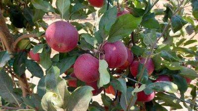 Израиль - Самый красивый сорт яблок начали выращивать в Израиле: идеальный для фото в соцсетях - vesty.co.il - Израиль - Иерусалим