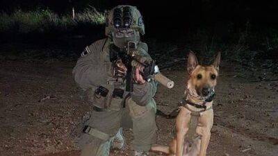 Израильский кинолог возмущен: собаке Зили сочувствуют больше, чем погибшей в Газе девочке - vesty.co.il - Израиль
