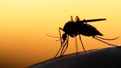 Чью кровь любят пить комары, объяснили в Израиле - vesty.co.il - Израиль