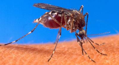 Ицхак Рабин - Гал Загрон - Израиль - В Израиле впервые обнаружены комары, переносящие опасную лихорадку - 9tv.co.il - Израиль