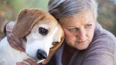 Как собака в доме влияет на здоровье и даже может спасти жизнь - vesty.co.il - Израиль - Тель-Авив - Иерусалим - Швеция