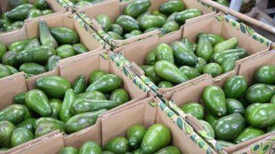 Блеф под видом авокадо: в Израиле продают "туфту" за бешеные деньги - vesty.co.il - Израиль