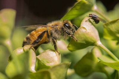 Одед Форер - Пчеловоды Израиля рассказали, что может разрушить отрасль в стране - cursorinfo.co.il - Израиль