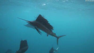 Находится на грани исчезновения: у побережья Эйлата заметили редкую рыбу - cursorinfo.co.il - Израиль - Эйлат