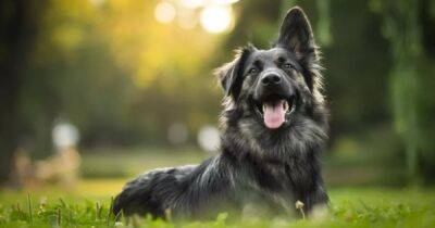 Могут ли собаки переживать эмоции и насколько они умны: ученые рассказали самое интересное - focus.ua - Украина