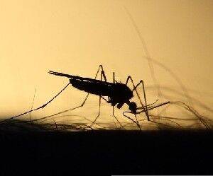 Север Израиля: обнаружены опасные насекомые - isra.com - Израиль