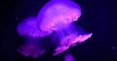 Ученые попросили не лечить укусы медуз мочой. Поможет другая теплая жидкость - focus.ua - Украина - Англия