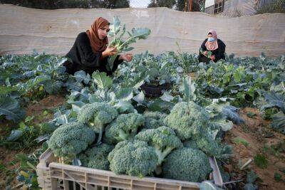 В год «шмиты» импорт овощей из Газы вырос в 14 раз - news.israelinfo.co.il - Израиль