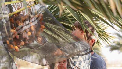 Королевские плоды: на юге Израиля получен рекордный урожай самых крупных фиников - vesty.co.il - Израиль